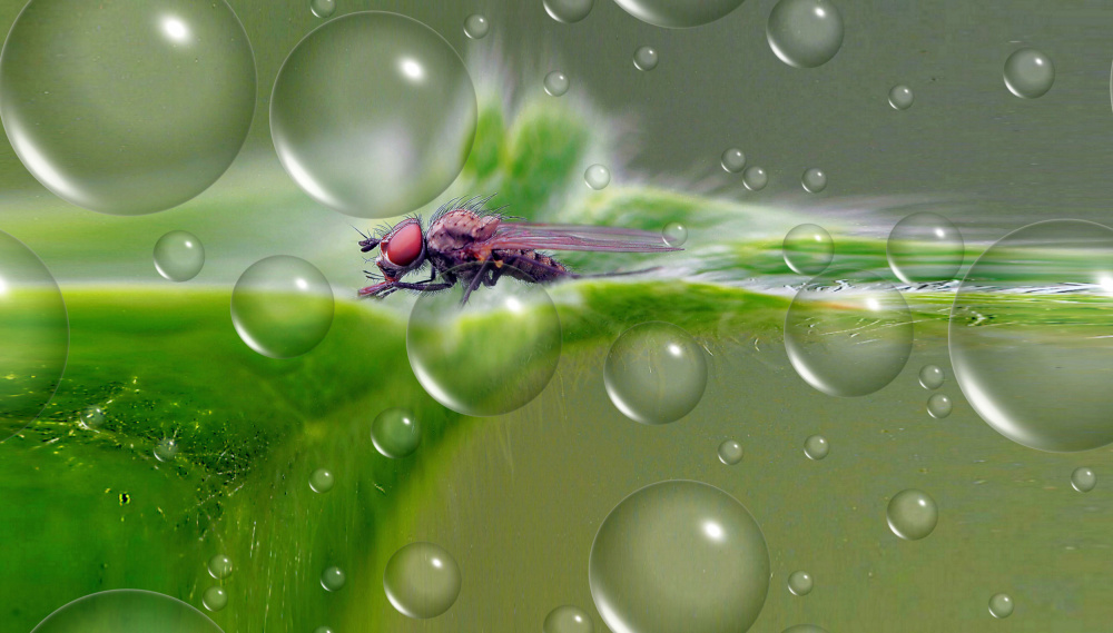 Ready to dive in his pool... von Thierry Dufour