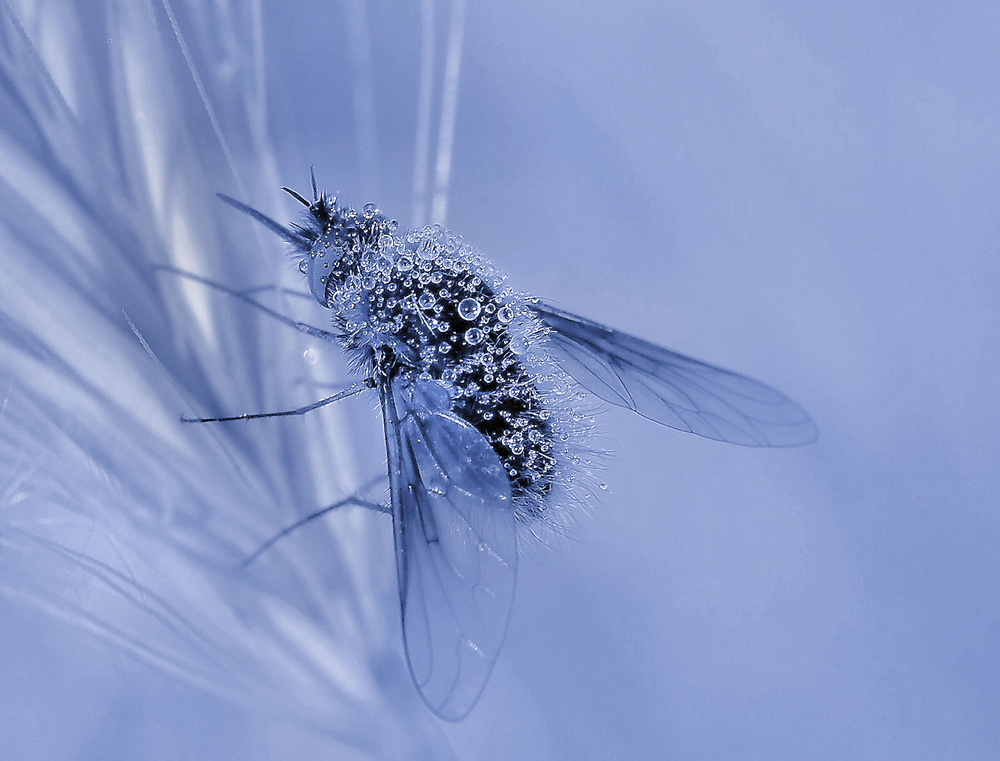 Bubble transport... von Thierry Dufour