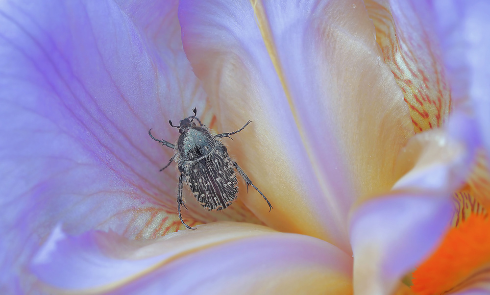 Stay at home... von Thierry Dufour