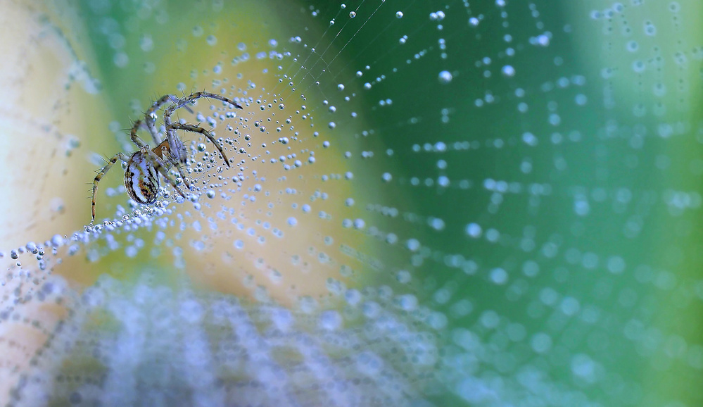 The universe in infinitely small... von Thierry Dufour