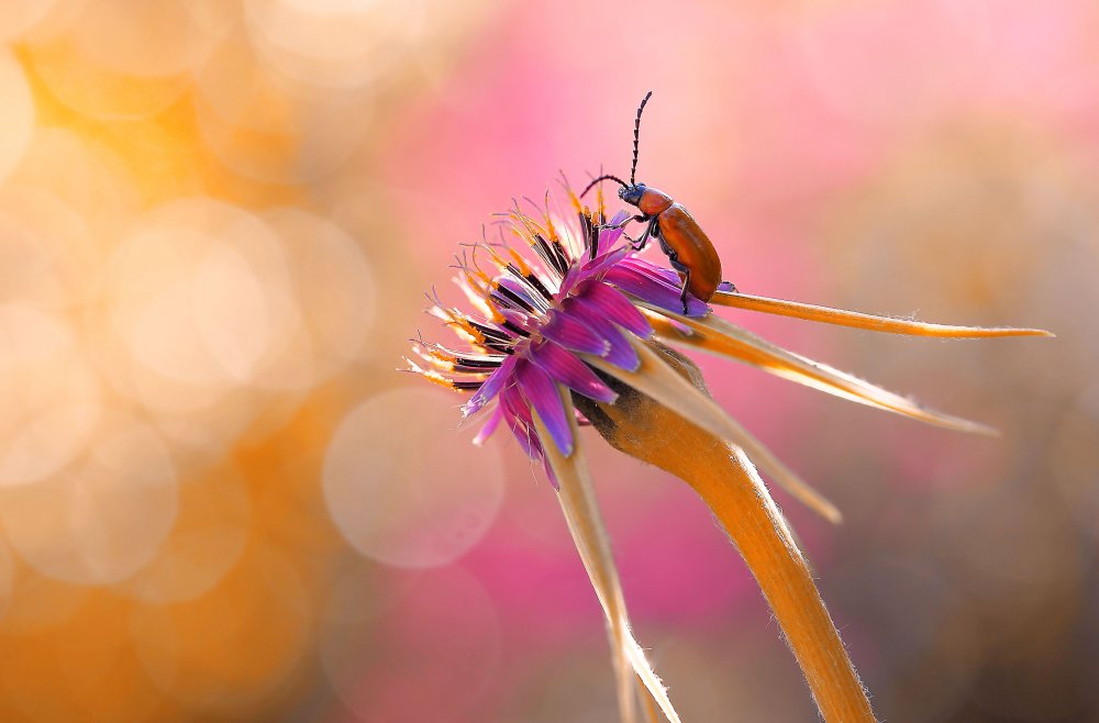 The visitor of colors... von Thierry Dufour