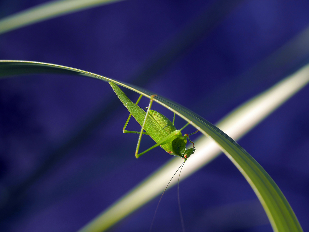 The last ray of sunshine... von Thierry Dufour