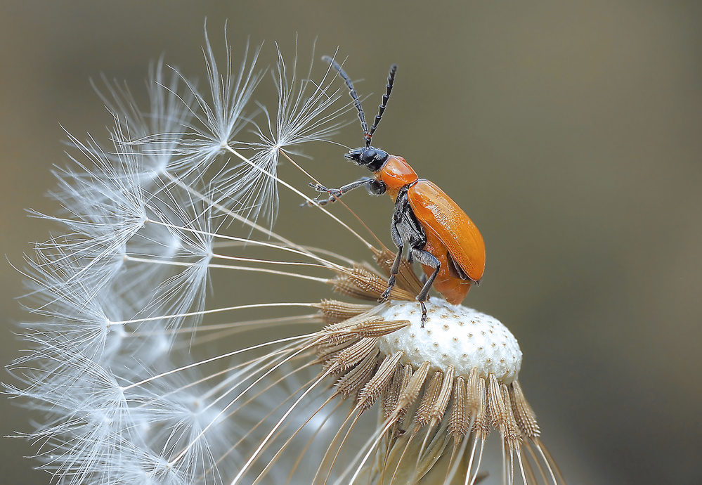 The pilot of achenes... von Thierry Dufour