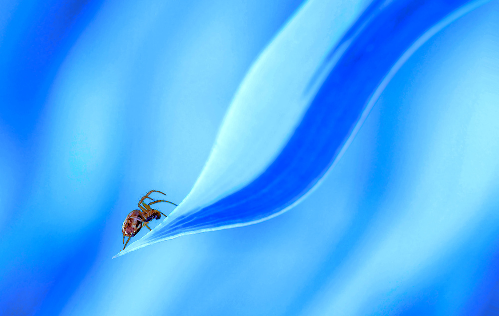 The dance of the spider... von Thierry Dufour