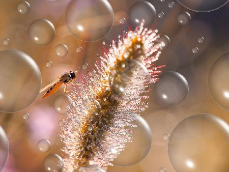 The dew fountain...