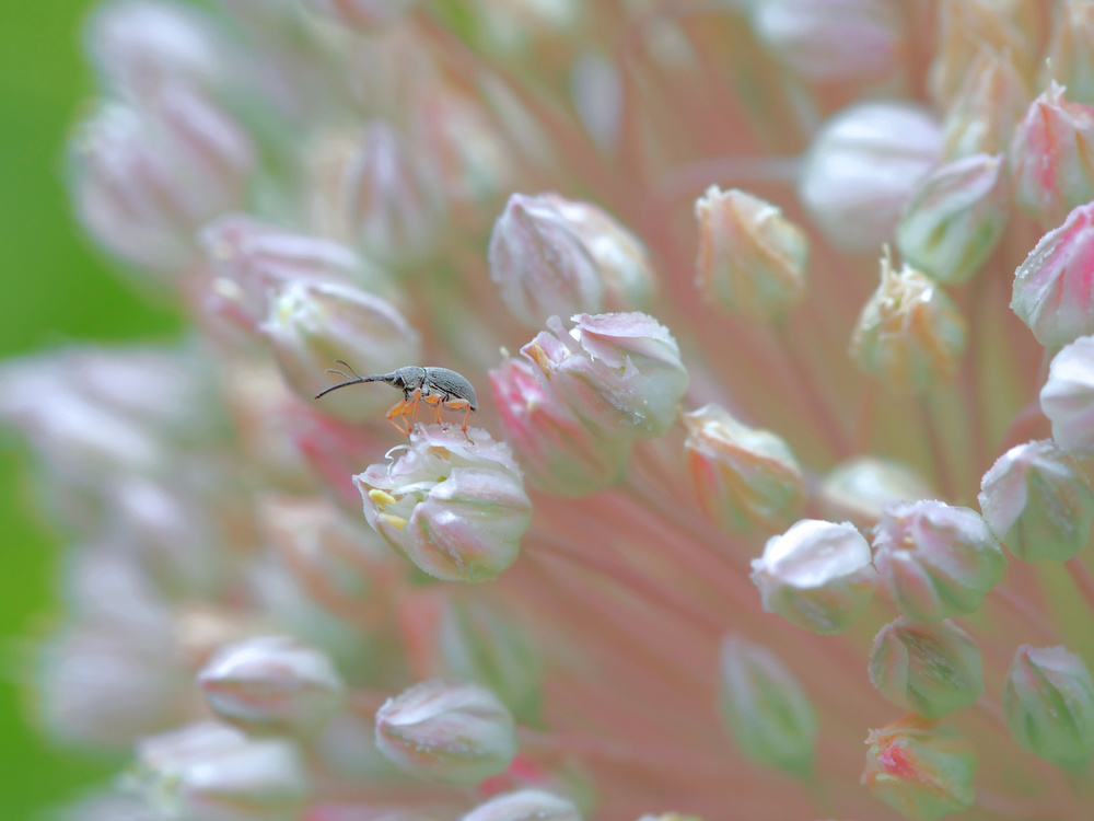 The watchman of spring... von Thierry Dufour