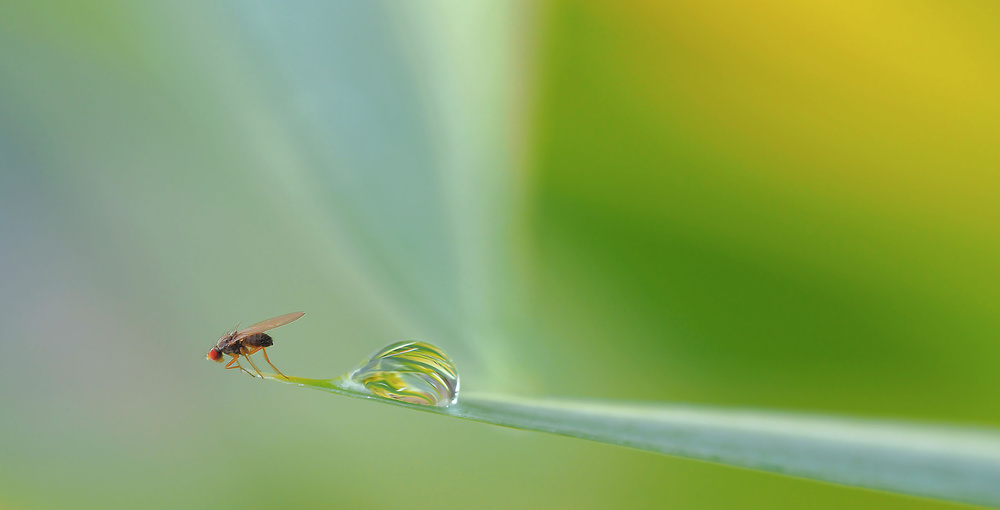 The hitch... von Thierry Dufour