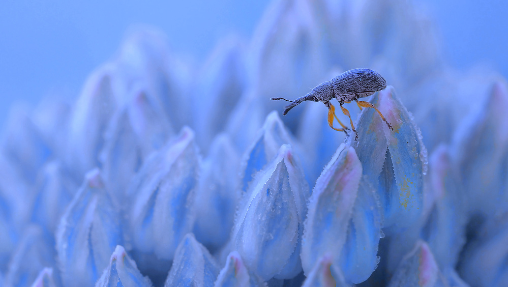 The solitude of the climber... von Thierry Dufour