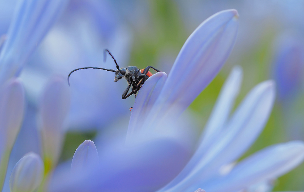 The little curious... von Thierry Dufour