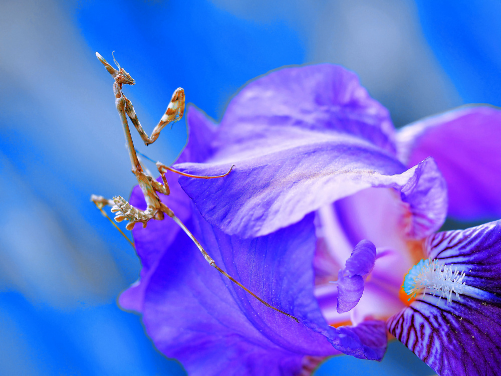 The queen and her blue palace... von Thierry Dufour