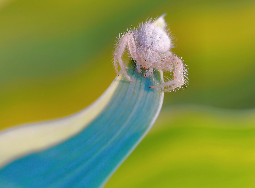 The crab spider... von Thierry Dufour