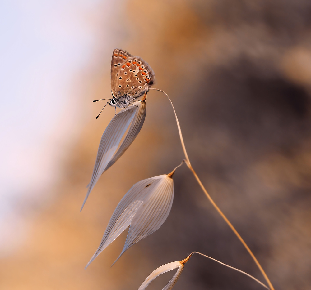 The lightness of the butterfly... von Thierry Dufour