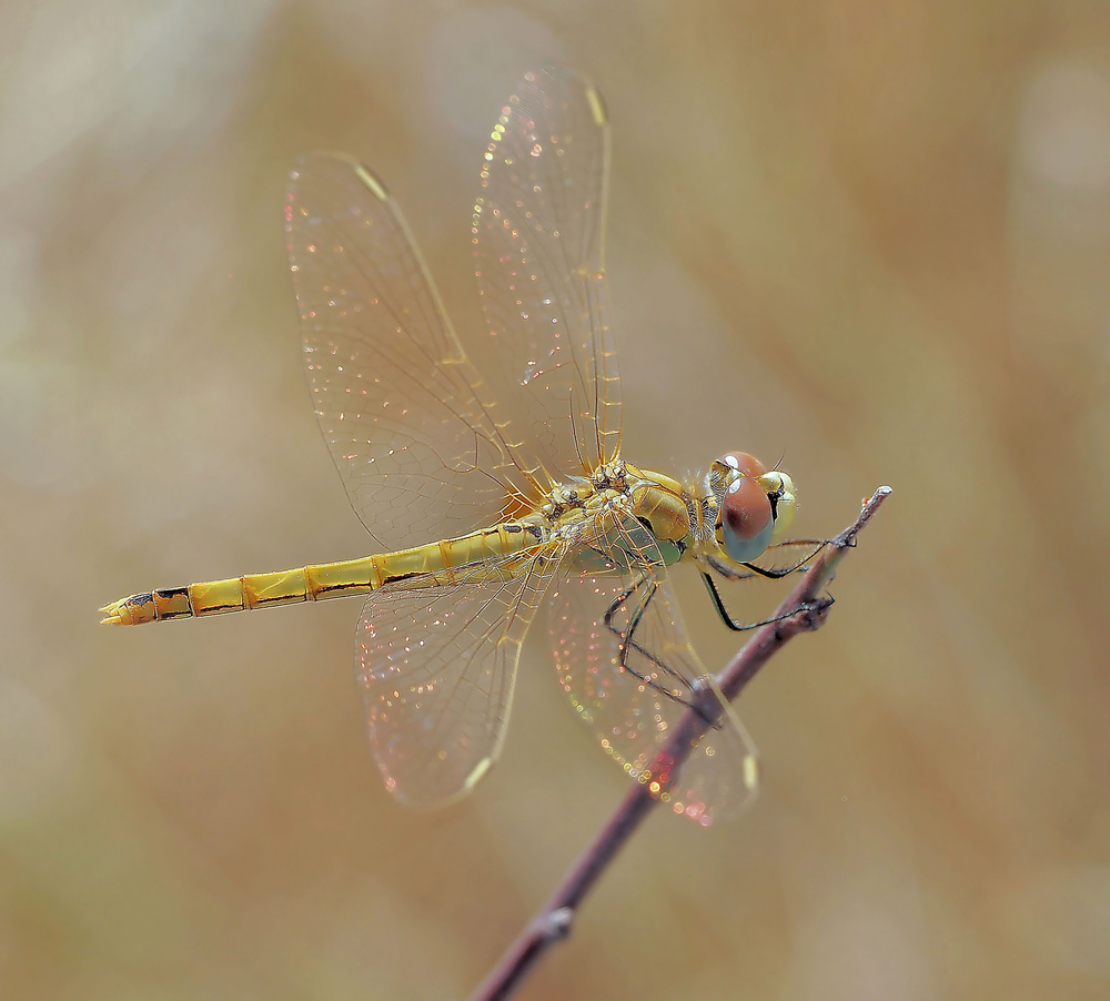 The sun fairy... von Thierry Dufour