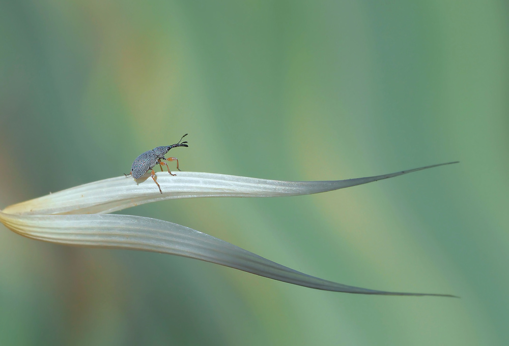 Dragon hunter... von Thierry Dufour