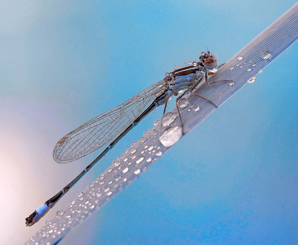 A rainy summer morning... von Thierry Dufour