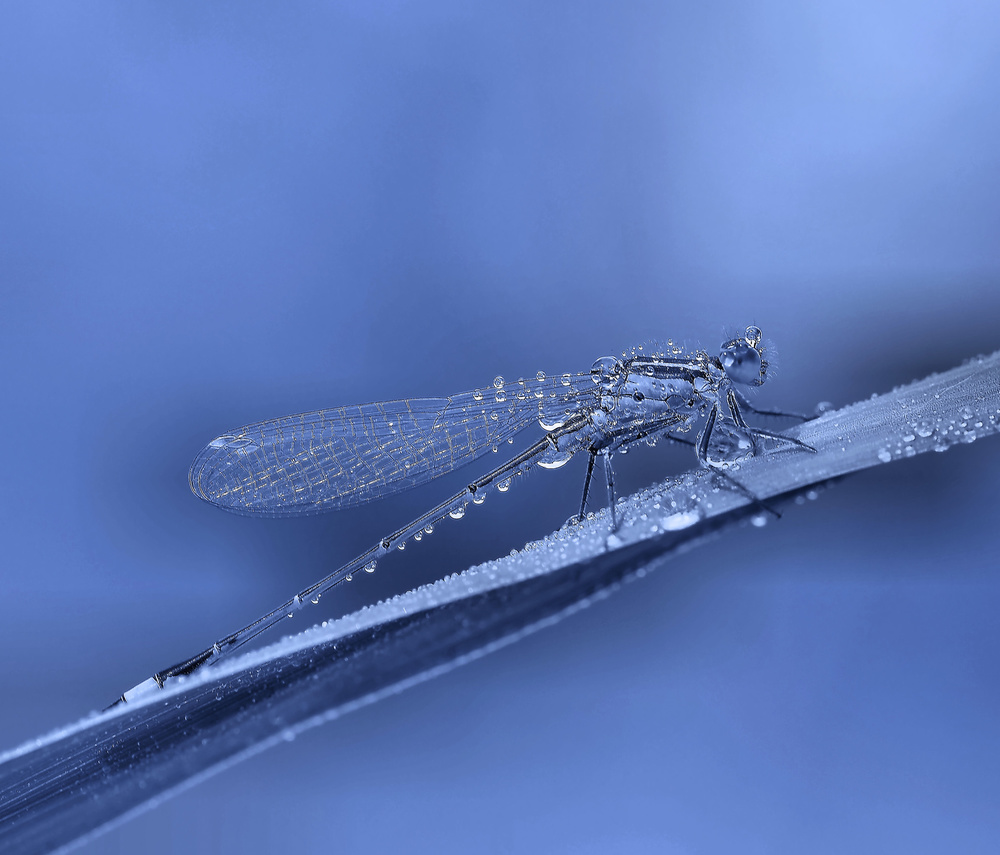 A rainy day... von Thierry Dufour