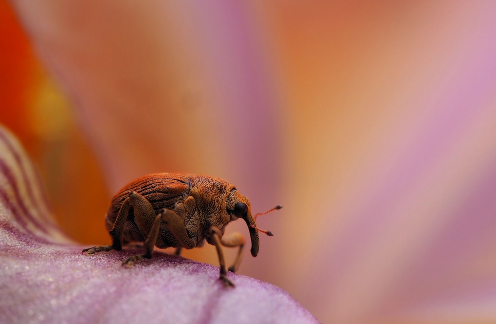 Elephant miniaturized... von Thierry Dufour