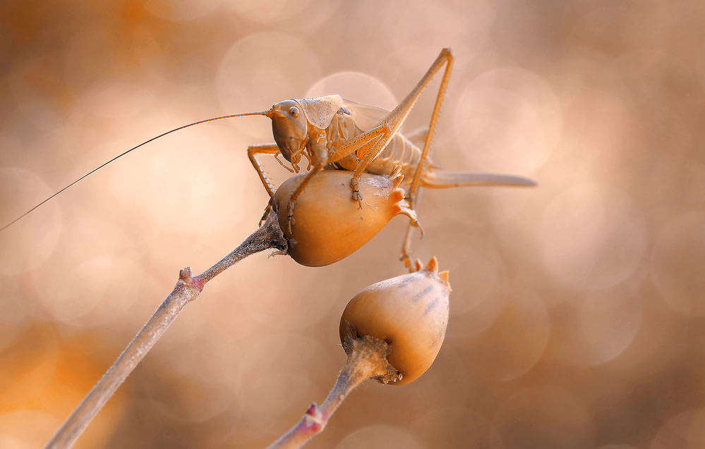 He dreams of being an astronaut... von Thierry Dufour