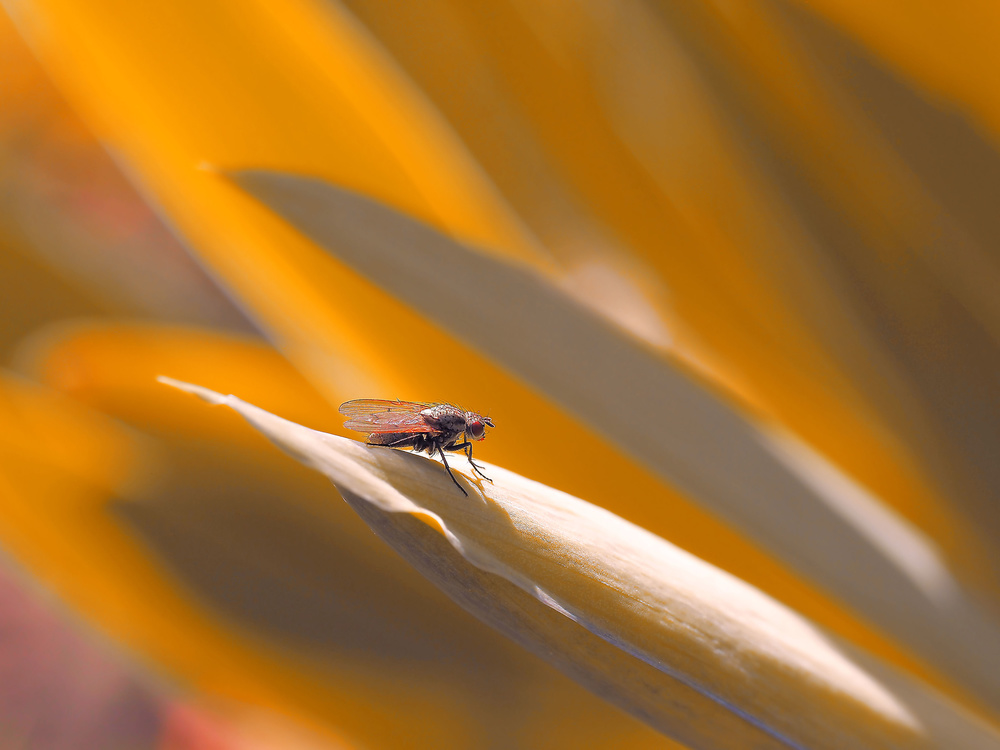 First rays of spring sun... von Thierry Dufour