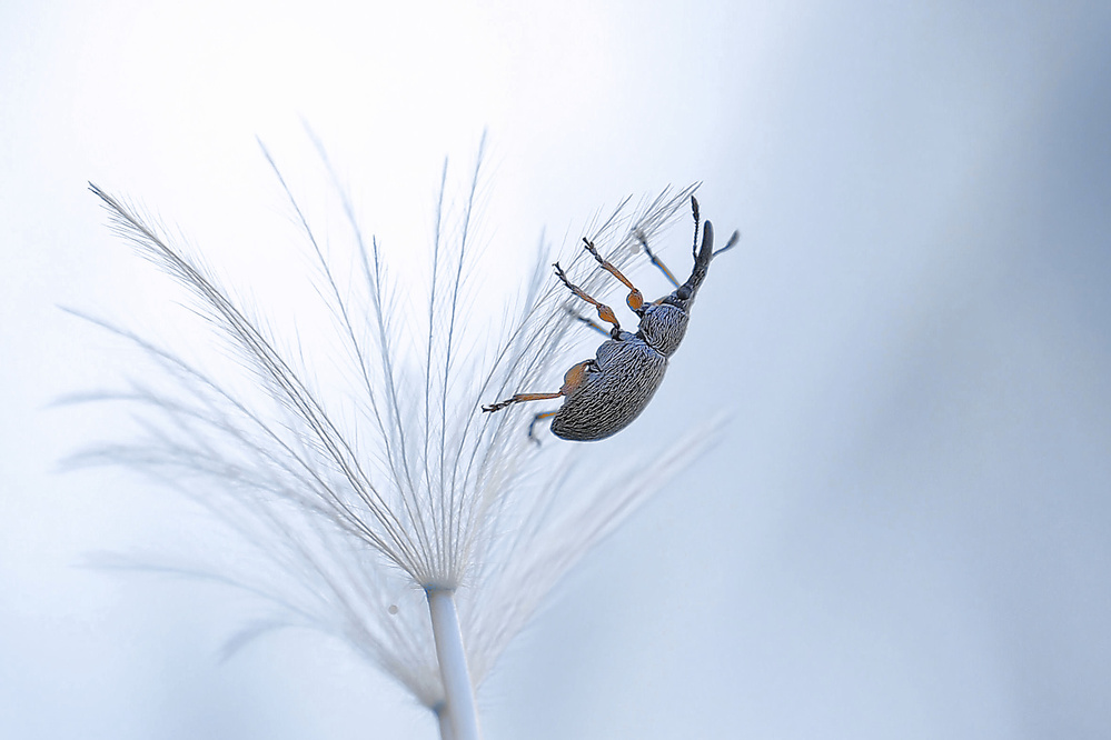 Parachute descent... von Thierry Dufour