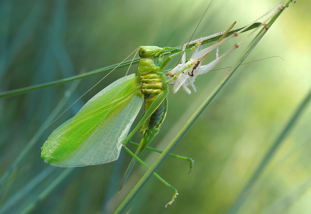 Birth of a green fairy... von Thierry Dufour