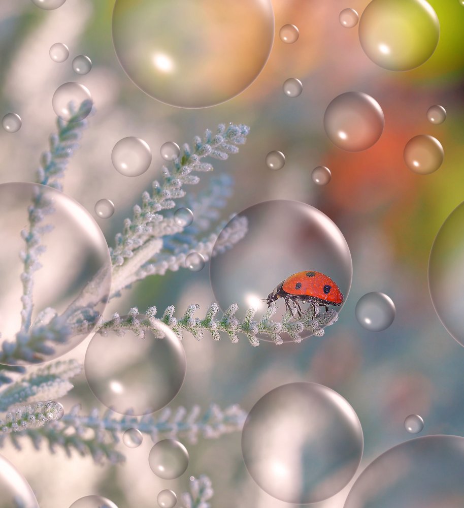 Sheltered in his bubble... von Thierry Dufour