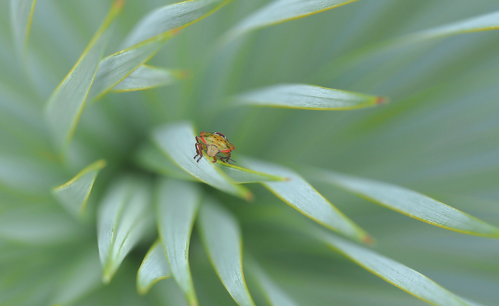 Sheltered from prying eyes... von Thierry Dufour