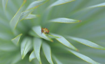 Sheltered from prying eyes...