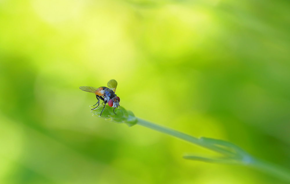 Green light... von Thierry Dufour