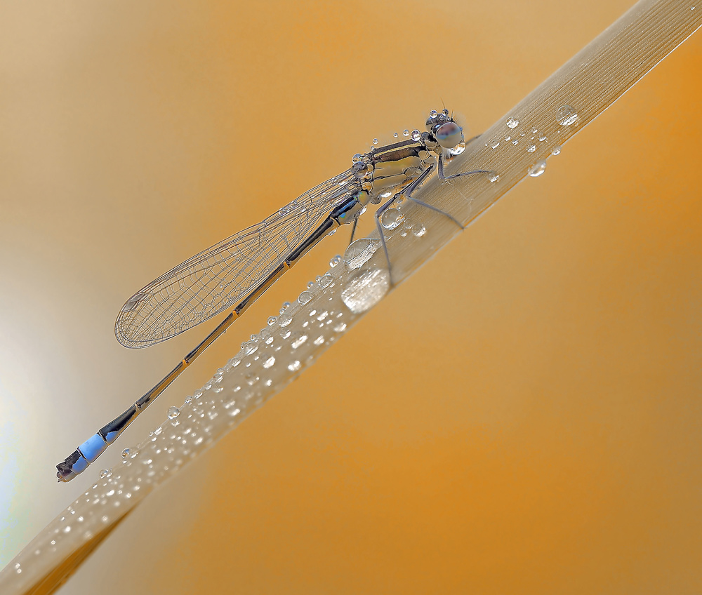 Autumn rain... von Thierry Dufour