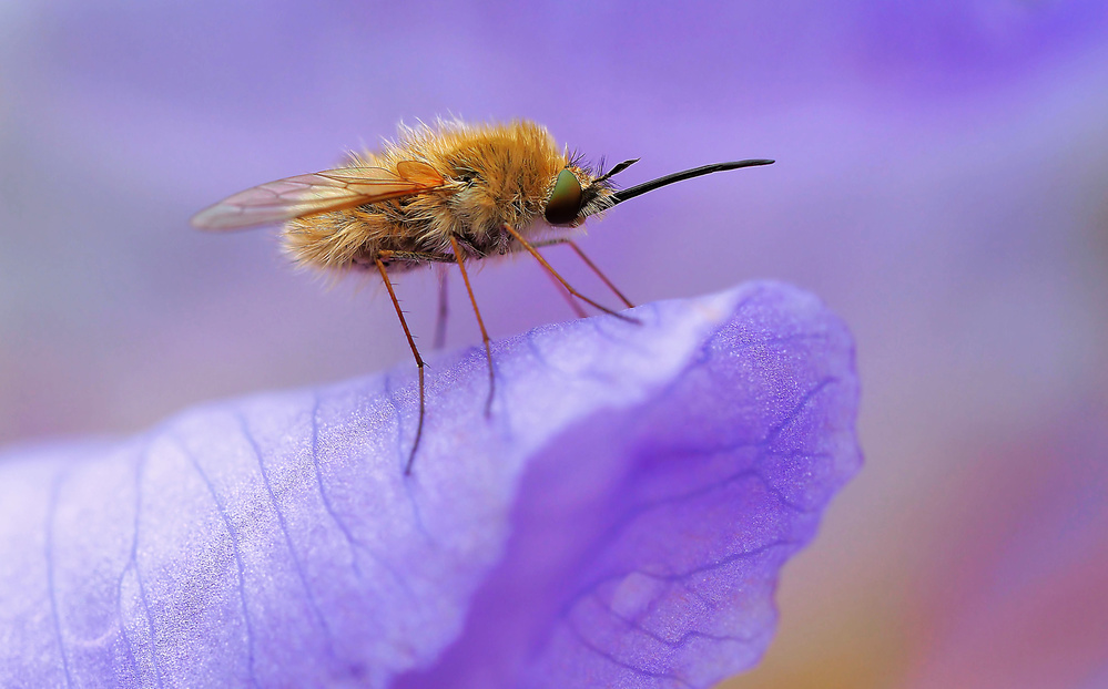 In the blue of the sky... von Thierry Dufour