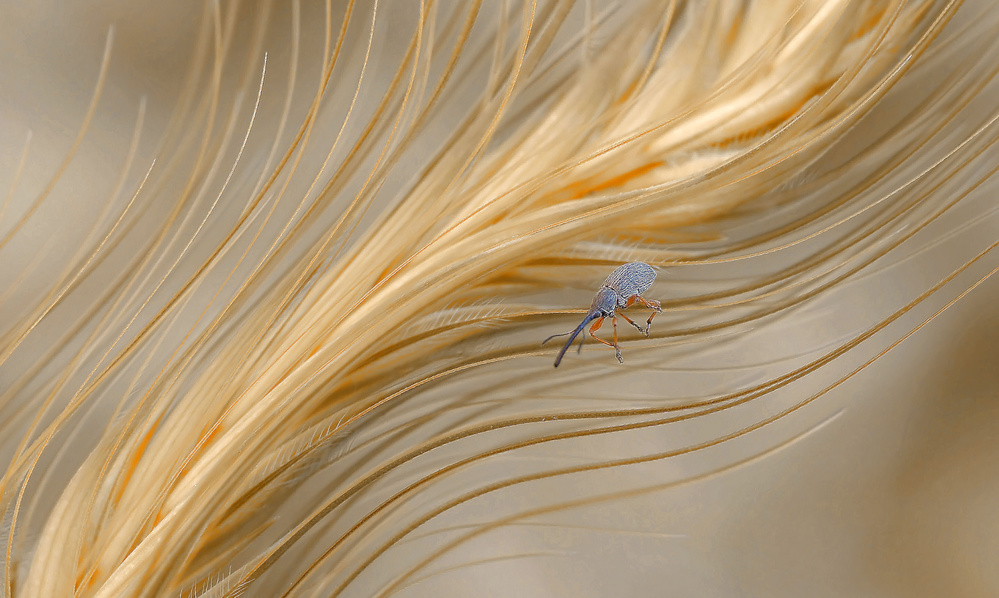 In the autumn wind... von Thierry Dufour