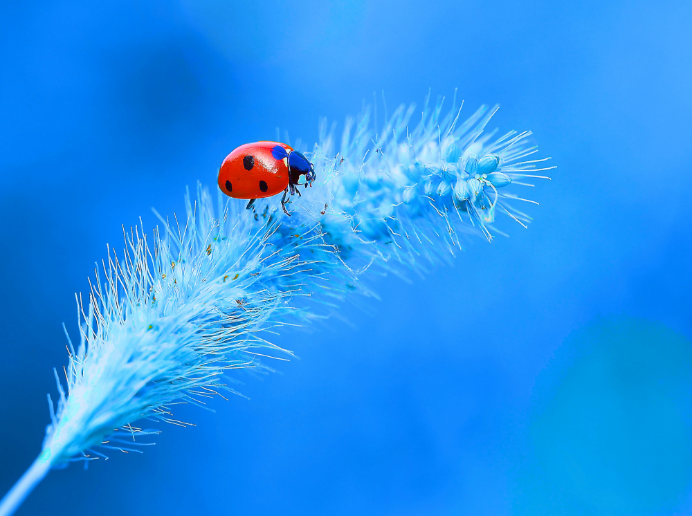 In the sky... von Thierry Dufour