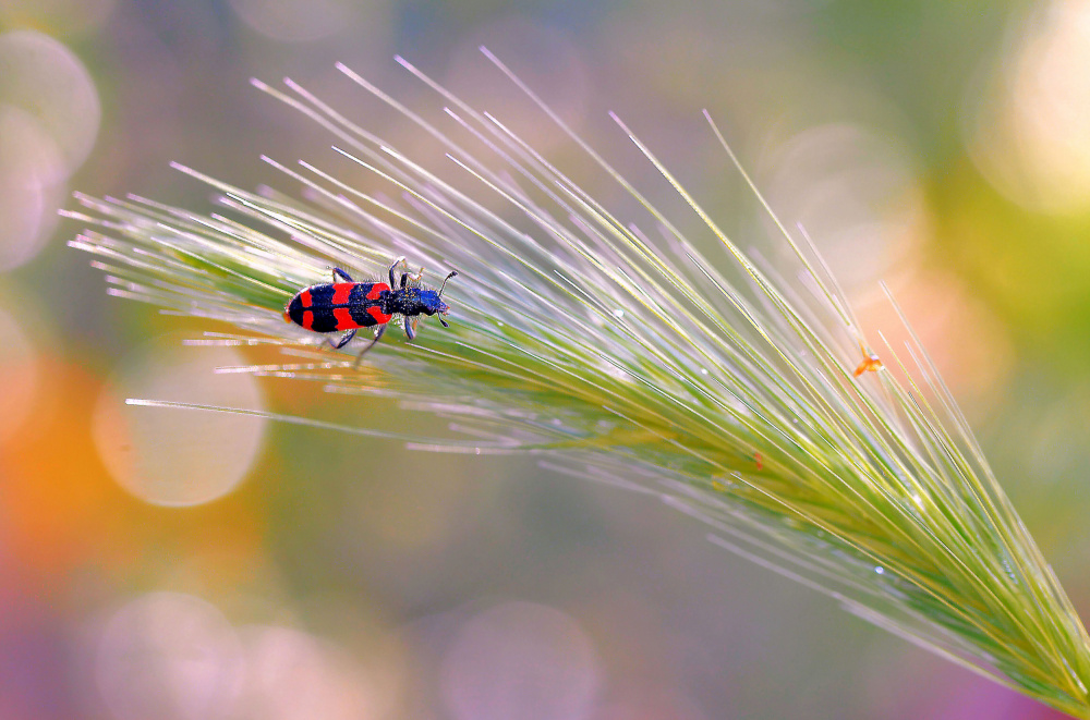 In the light of the seasons... von Thierry Dufour