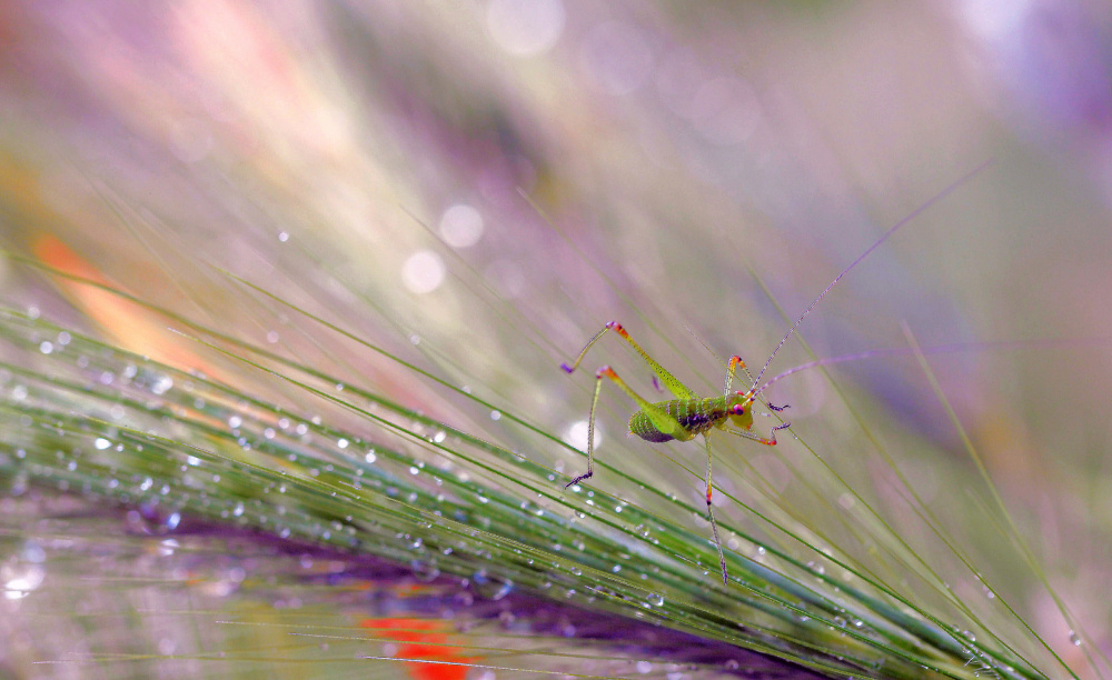 In the light and dew of the morning... von Thierry Dufour