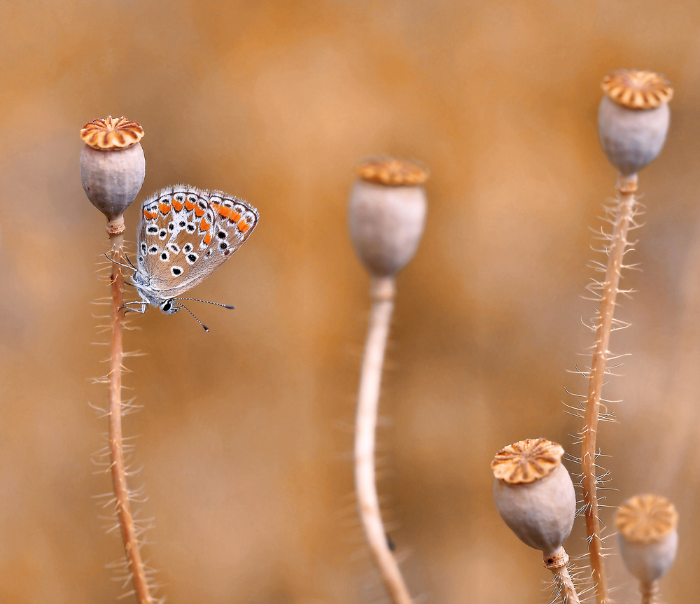 In the forest of poppies... von Thierry Dufour