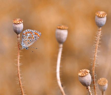 In the forest of poppies...