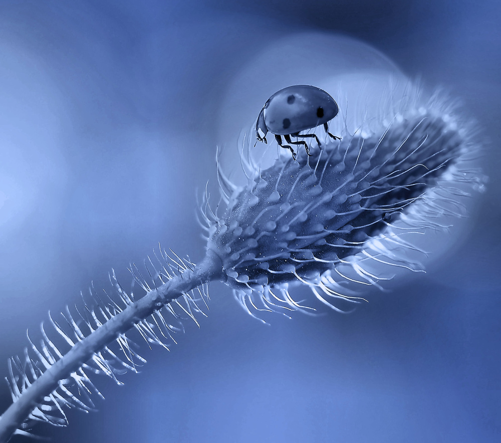 In the moonlight... von Thierry Dufour