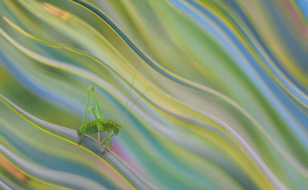 Life is nice in the rainbow... von Thierry Dufour