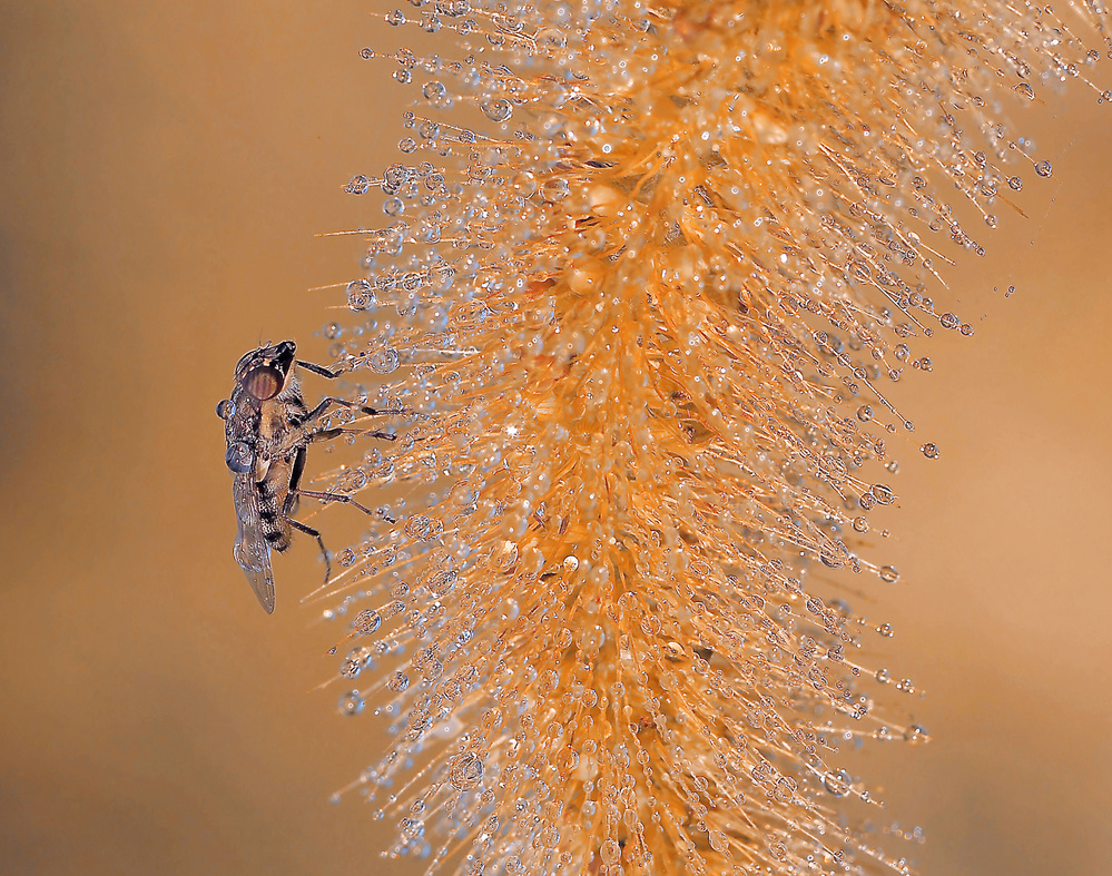 In the waterfall... von Thierry Dufour