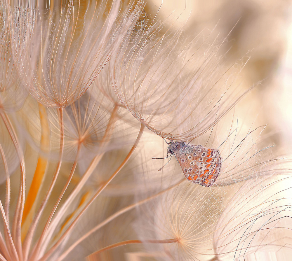 In the wind of spring... von Thierry Dufour