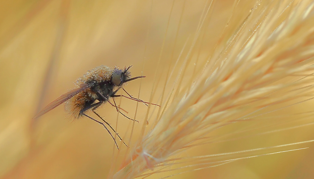 In the ears of wheat... von Thierry Dufour