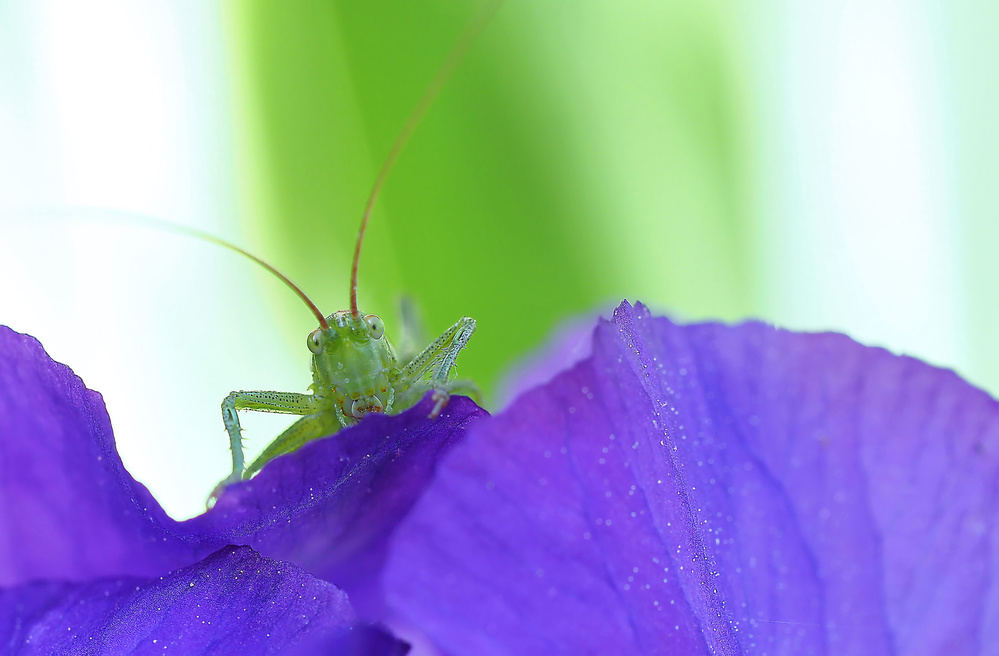 In pose at the photographer... von Thierry Dufour