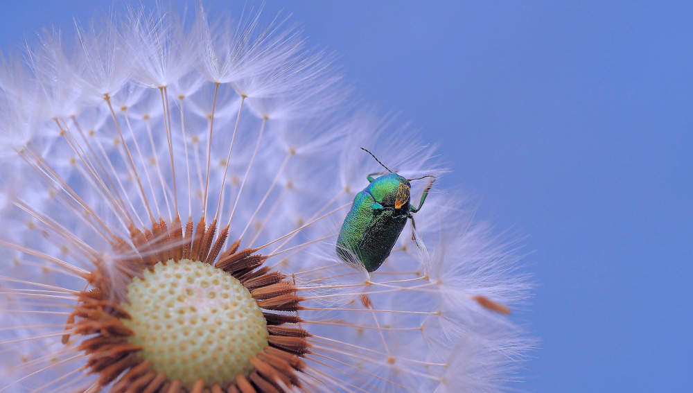 Little treasure... von Thierry Dufour