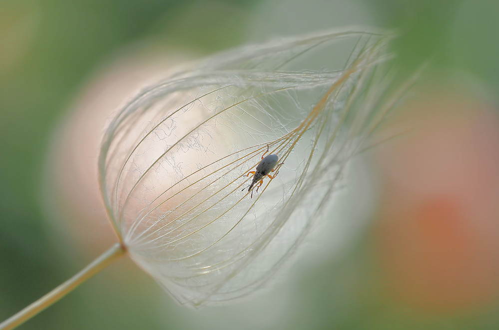 Light trap... von Thierry Dufour