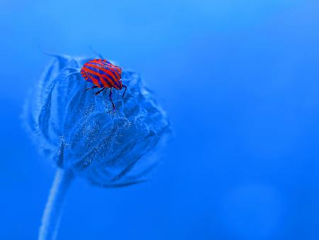 My beautiful blue planet...