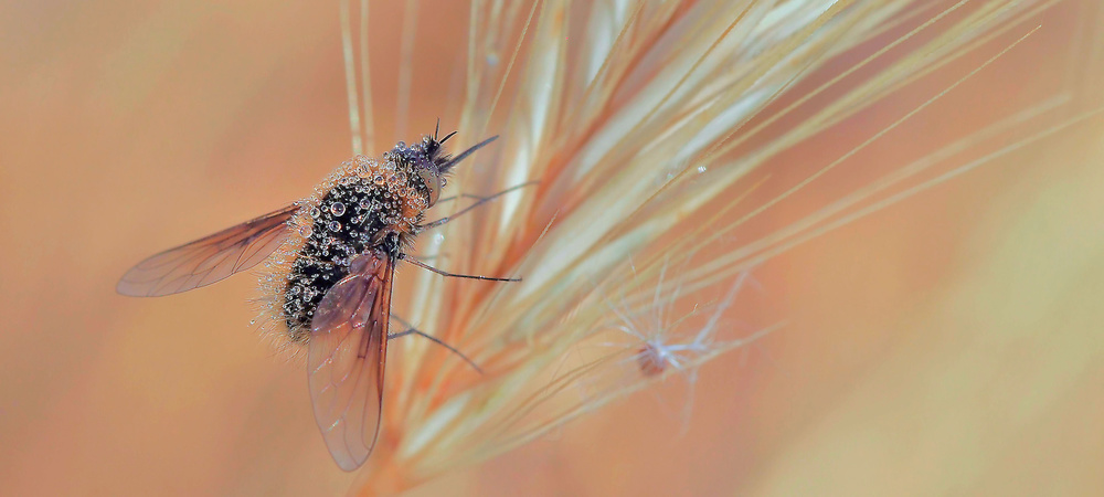 Morning and dew ... von Thierry Dufour