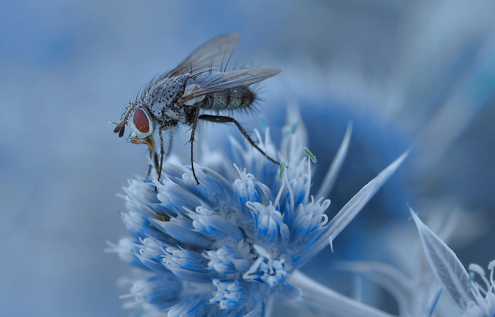 Gather pollen... von Thierry Dufour