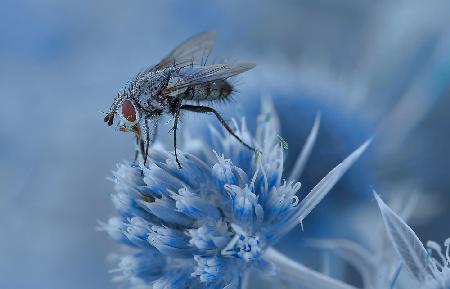 Gather pollen...