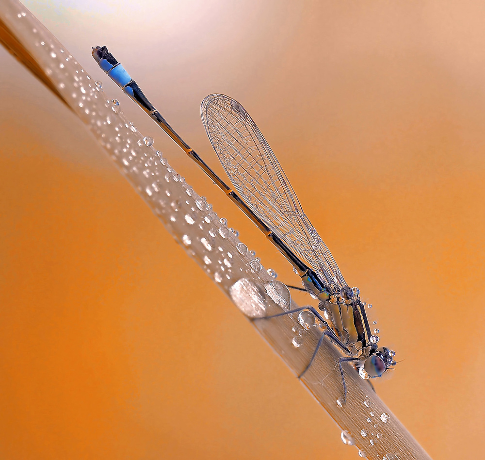 Rain bath... von Thierry Dufour